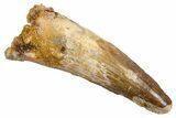 Fossil Spinosaurus Tooth - Real Dinosaur Tooth #326245-1